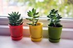 Small Multicolored Indoor Potted Succulent Plants