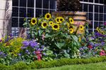Garden Full Of Sunflowers And Bright Colored Flowers