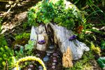 Succulents Growing Out Of A Tree Stump In A Fairy Garden