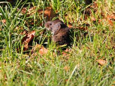 Vole Rodent In Grass