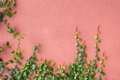 Vines Growing Up A Red Wall