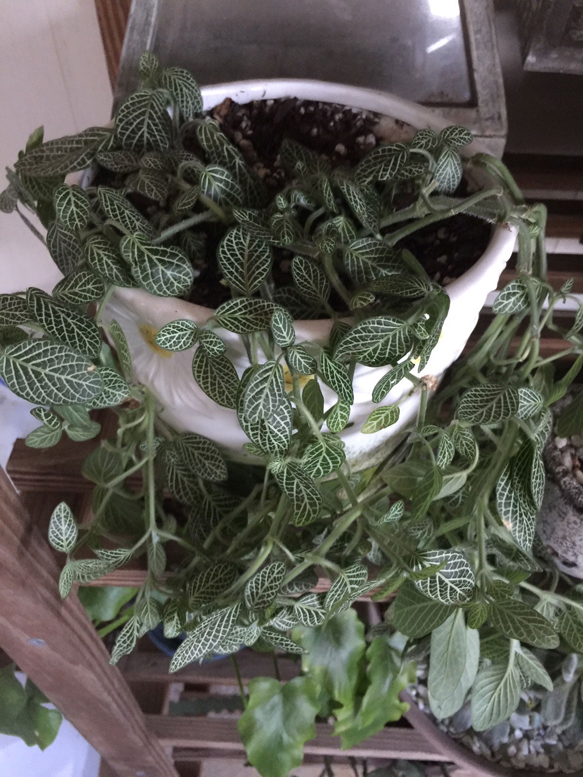 Wilting Fittonia Plants How To Remedy A Fittonia With Wilting Leaves