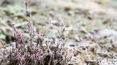 Blooming Heather Shrub Covered In Frost