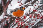 winter robin