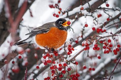 Robin Perched On A Red Berried Tree With A Berry In Its Mouth