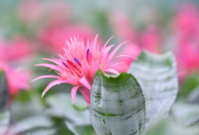 Bright Pink Flower Growing in the Center of the Aechmea Bromeliads Plant