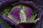 Purple-Green January King Cabbage