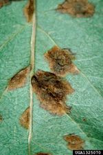 Brown Blister Mite Damage On Leaf