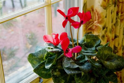 Potted Houseplant In A Windowsill