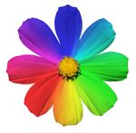 Rainbow Colored Flower