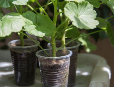 Geranium Plants In Small Plastic Cups
