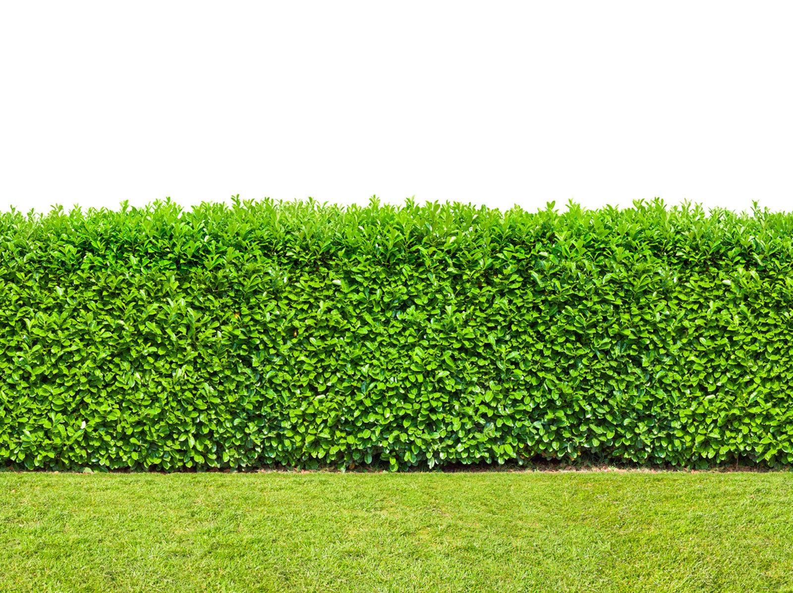 planting an instant hedge – how to create an instant hedge on your