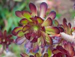 Mardi Gras Aeonium Plant