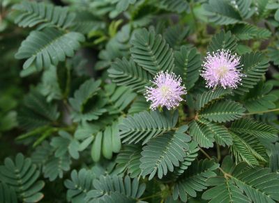 Green Leaved Plant With Purple Flowers