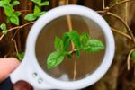 Green Plant Leaves Under A Magnifying Glass