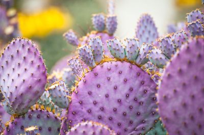 Purple Cacti