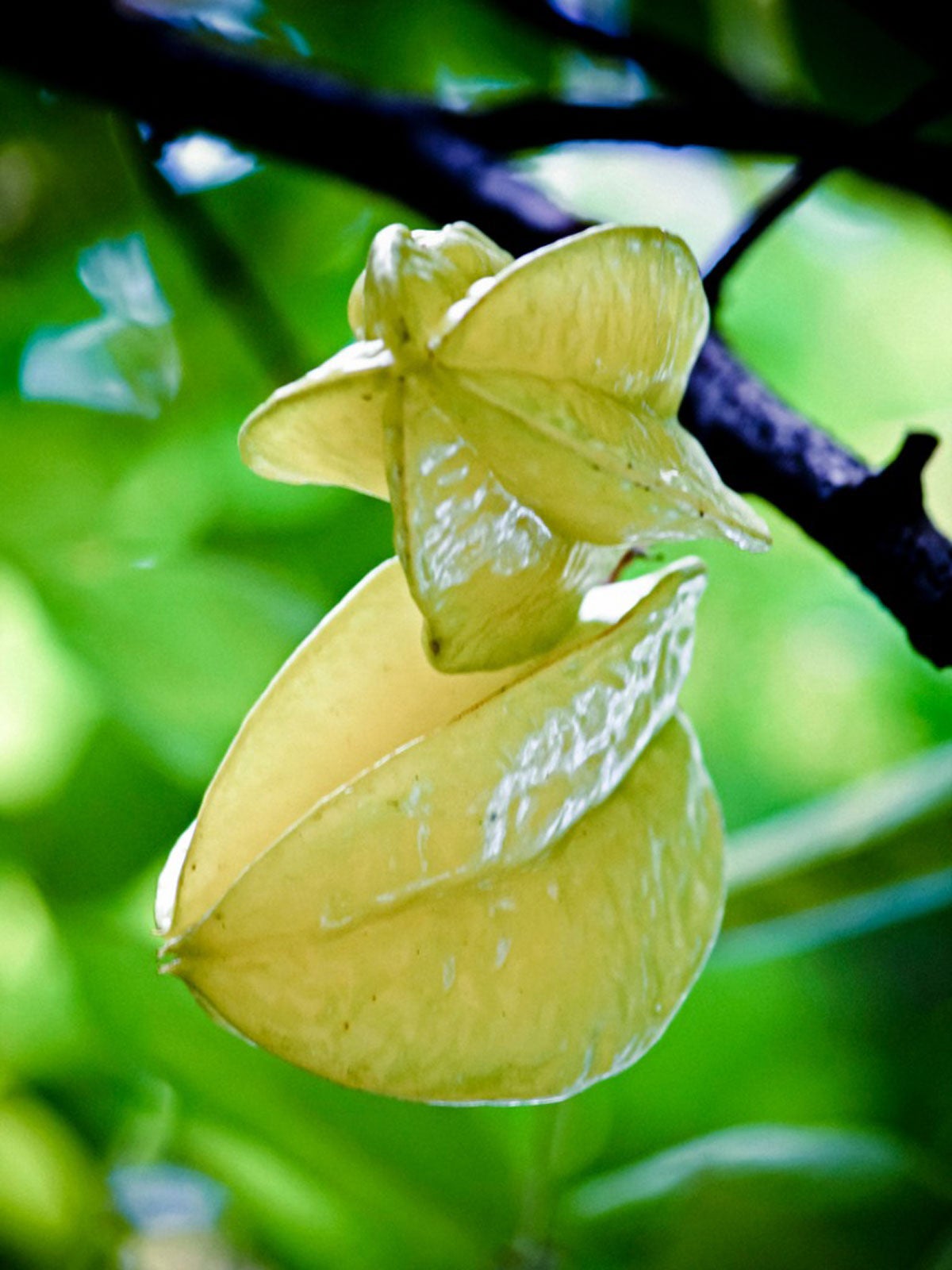 What is best ph for star fruit trees