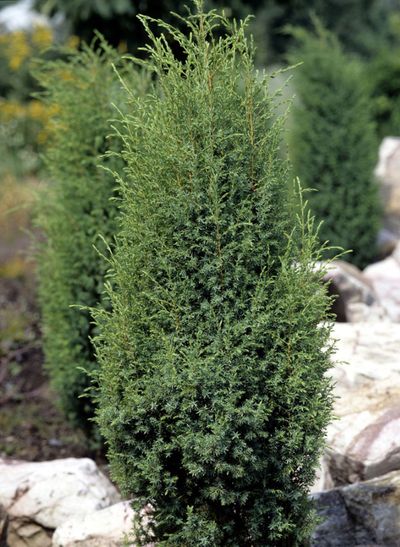 Line Of Small Conifer Trees