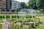 Urban Gardening In The City