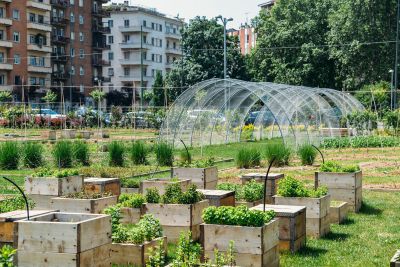 Urban Gardening In The City