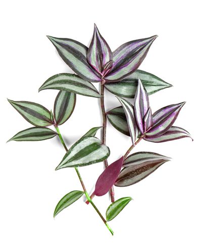 Tradescantia albiflora ‘Albovittata' unrooted ×1 cutting Wandering jew