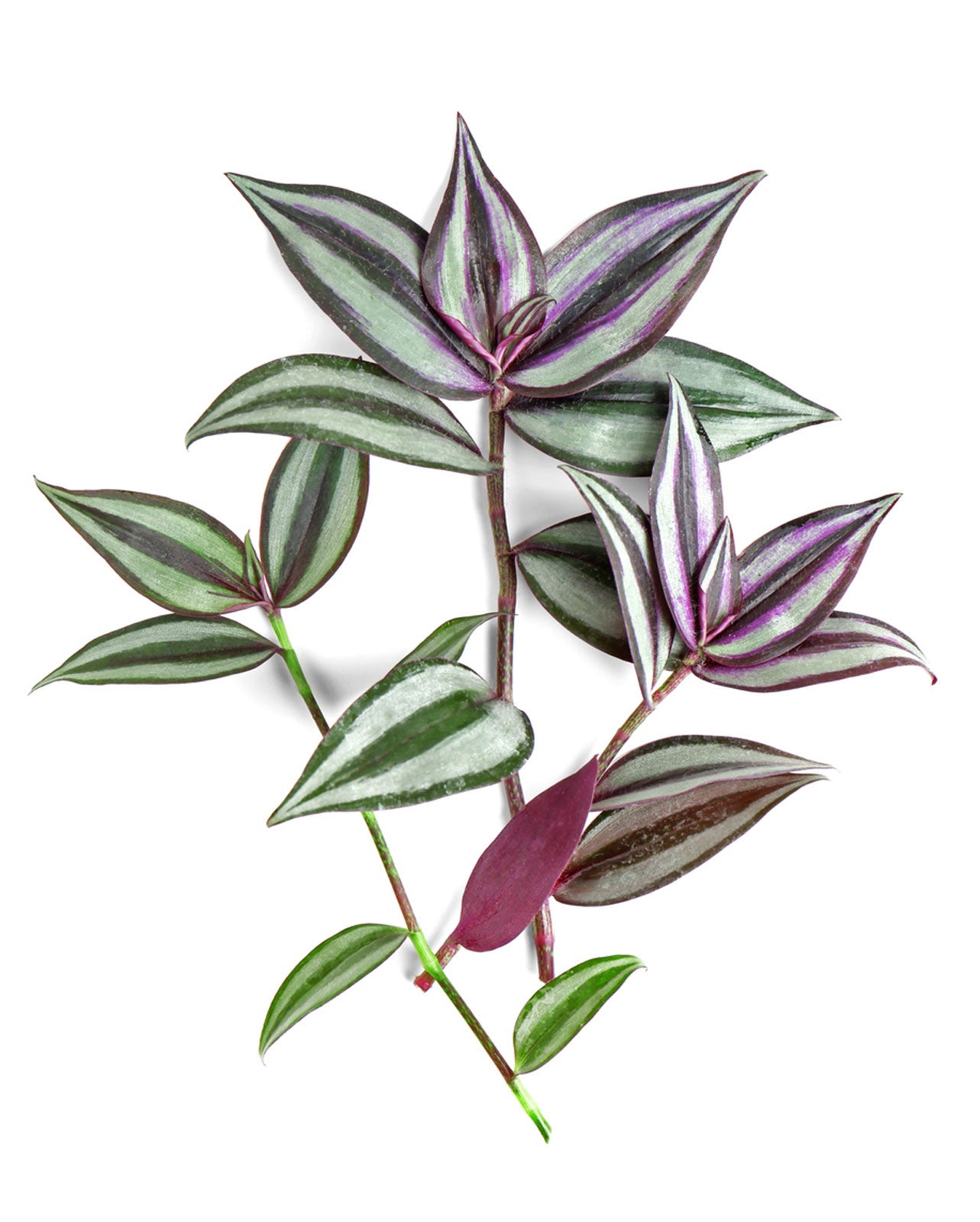 3 pcs Wandering Jew  Cuttings House Plant 5-6 inches each