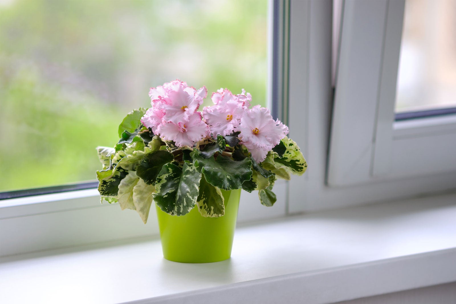 أفضل النباتات التي تنمو في الداخل عن طريق النافذة