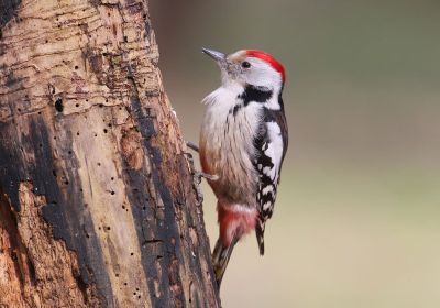 Woodpecker Pecking At A Tree