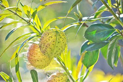 Gomphocarpus physocarpus Balloon Milkweed 25 Seeds- Monarch Butterfly Food 