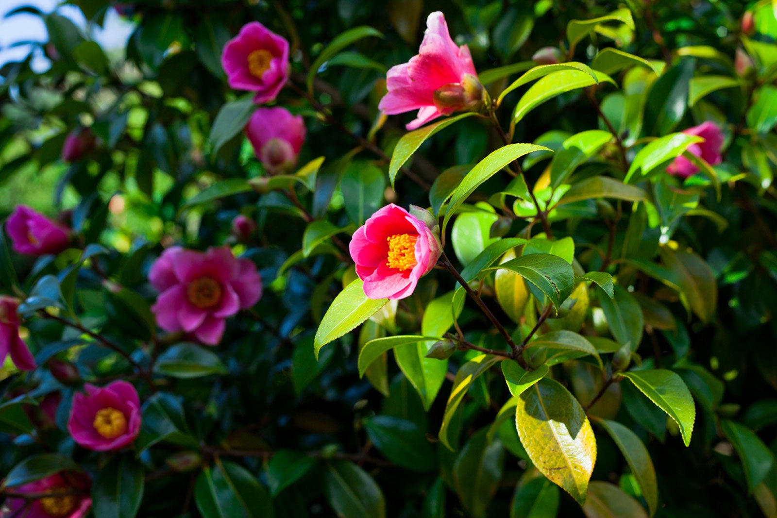 Image of Camellia companion plants for heather