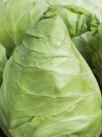 Green Caraflex Cabbage Plant