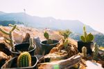 Potted Cacti In Desert Landscape