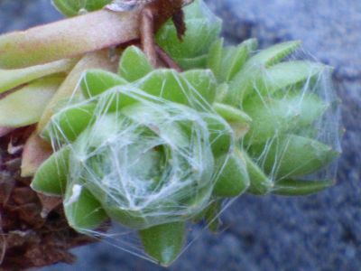 Cobwebs On Succulent Plants
