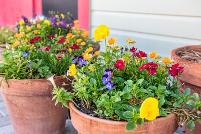 Outdoors Pots Full Of Colorful Flowers