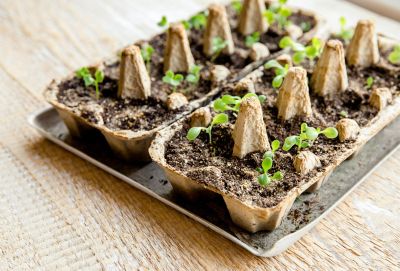 DIY Egg Carton Seed Tray With Sprouts