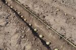 Planting In Furrows