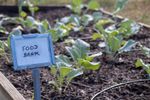 Garden Bed Labeled Food Bank