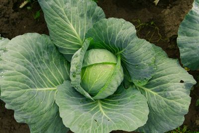 Growing Gonzales Cabbage Indoor and Outdoor