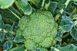Green Magic Broccoli Plnat