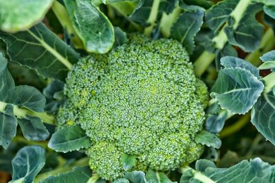 Revenue operator Swipe Planting Green Magic Broccoli Seeds – How To Grow Green Magic Broccoli