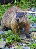 Groundhog In A Garden