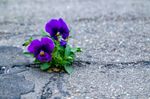 Purple Flowers Growing Out Of Pavement