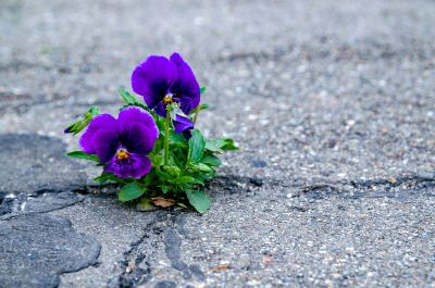 Purple Flowers Growing Out Of Pavement