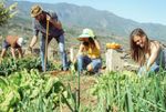 Gardeners Planting In A Mountain Vegetable Garden