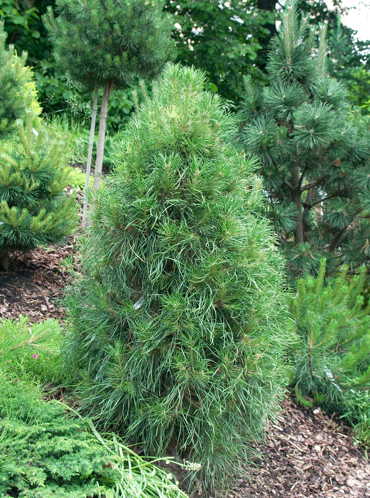 Conifers Of The North – Planting Conifers In North Central ...