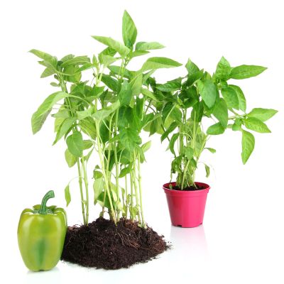 Whole Green Pepper Next To Uprooted And Potted Pepper Plant