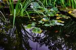 Pond With Lily Pads And Plants