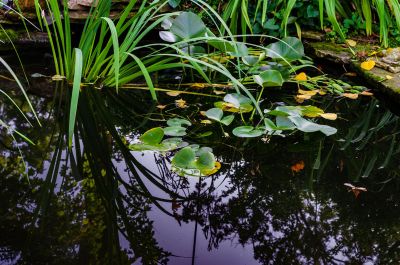 Pond With Lily Pads And Plants