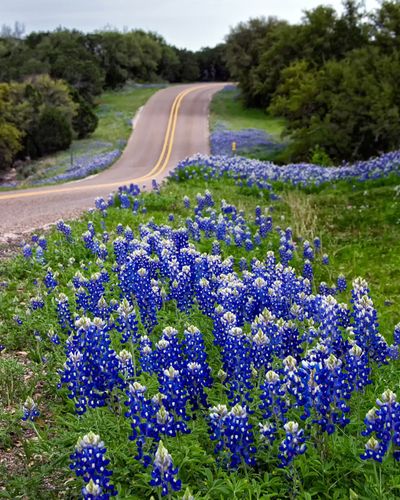Blue Flowers Along The Road