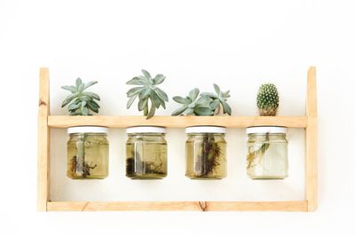 Four Succulent Plants Growing In Jars Of Water